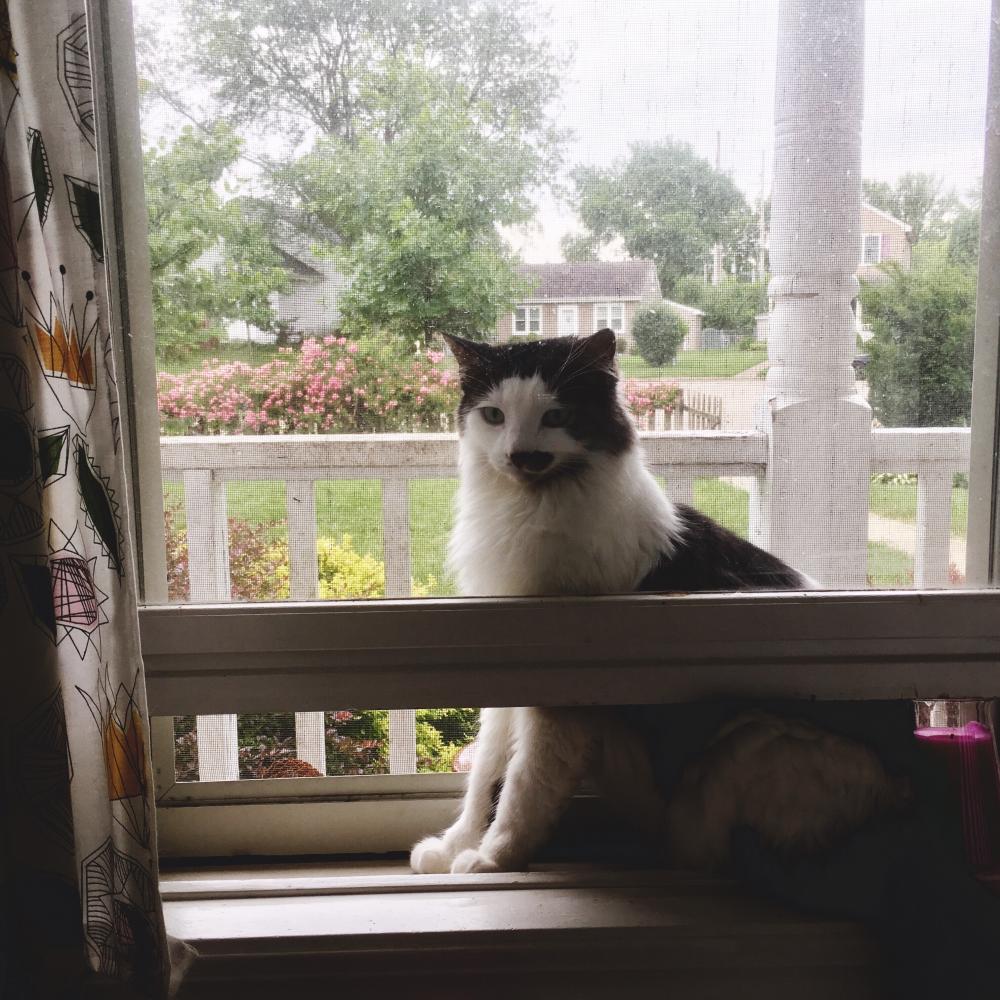 Cat inside the screen 3