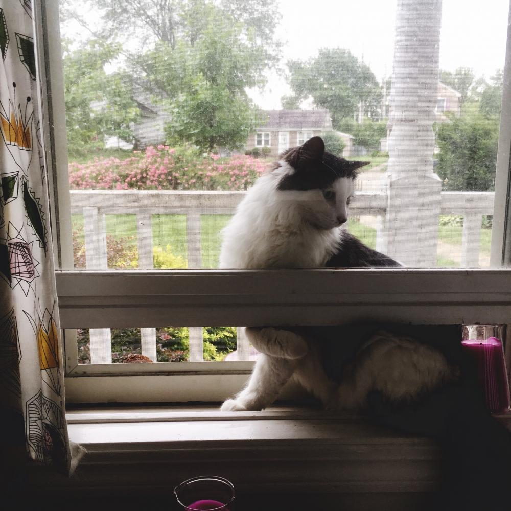Cat inside the screen 4