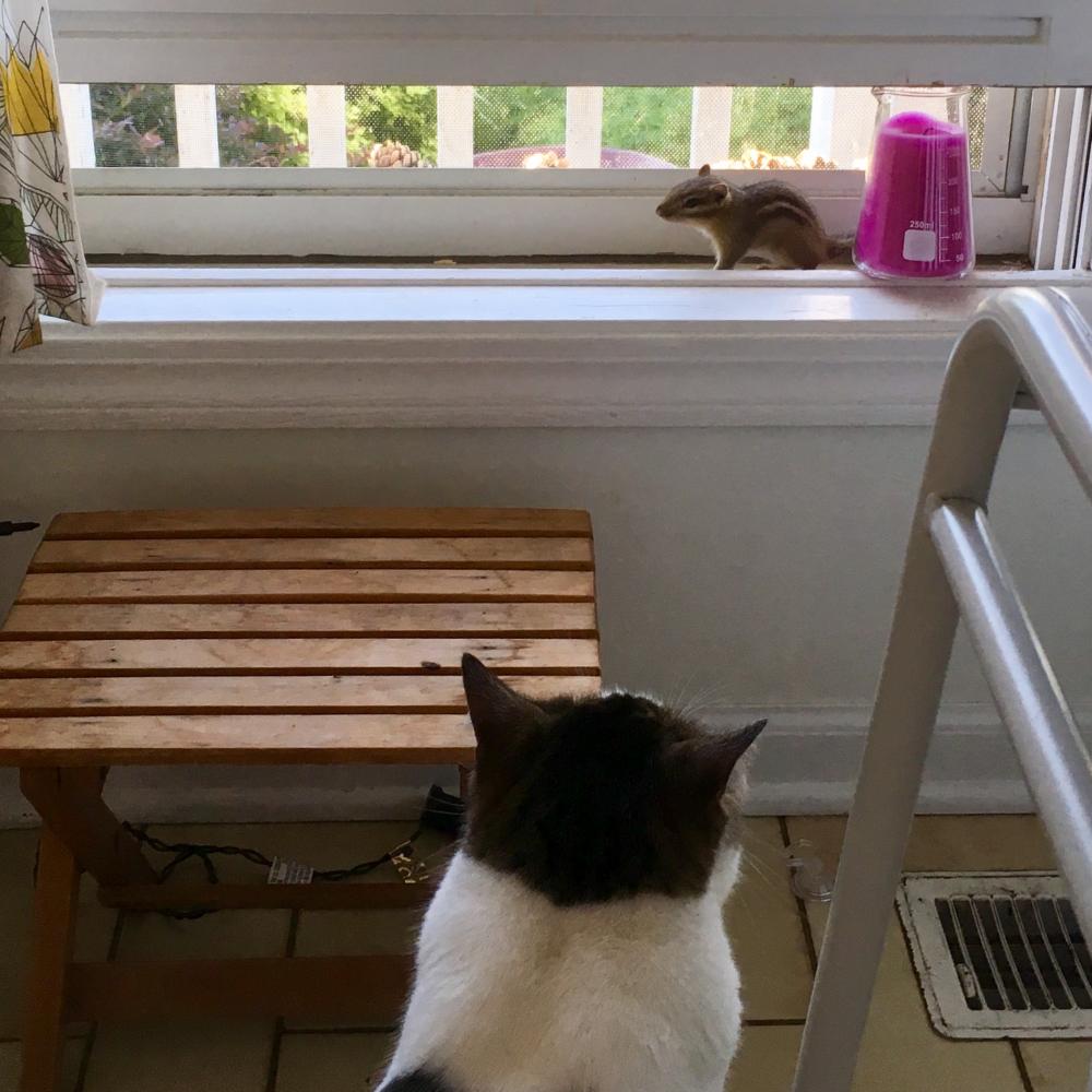 Chipmunk in the windowsill