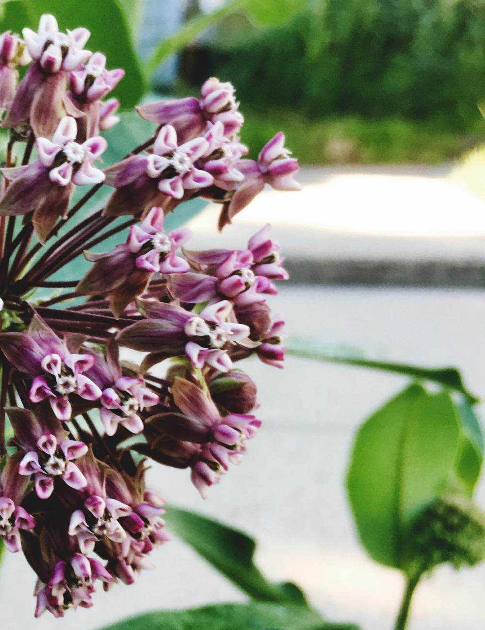 Happy Milkweed Monday peeps