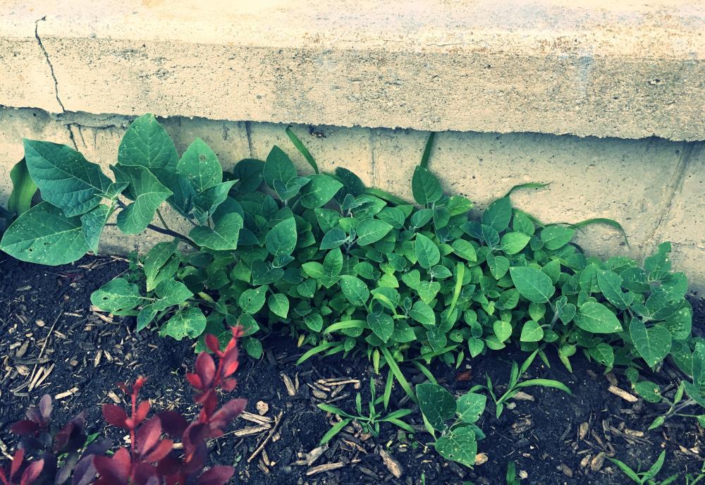 Moonflowers might take over the world