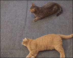 Cat biting another cat's tail