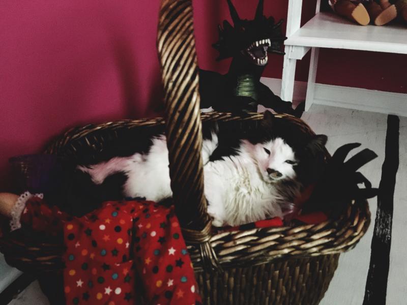 Cat has found her new favorite bed 1