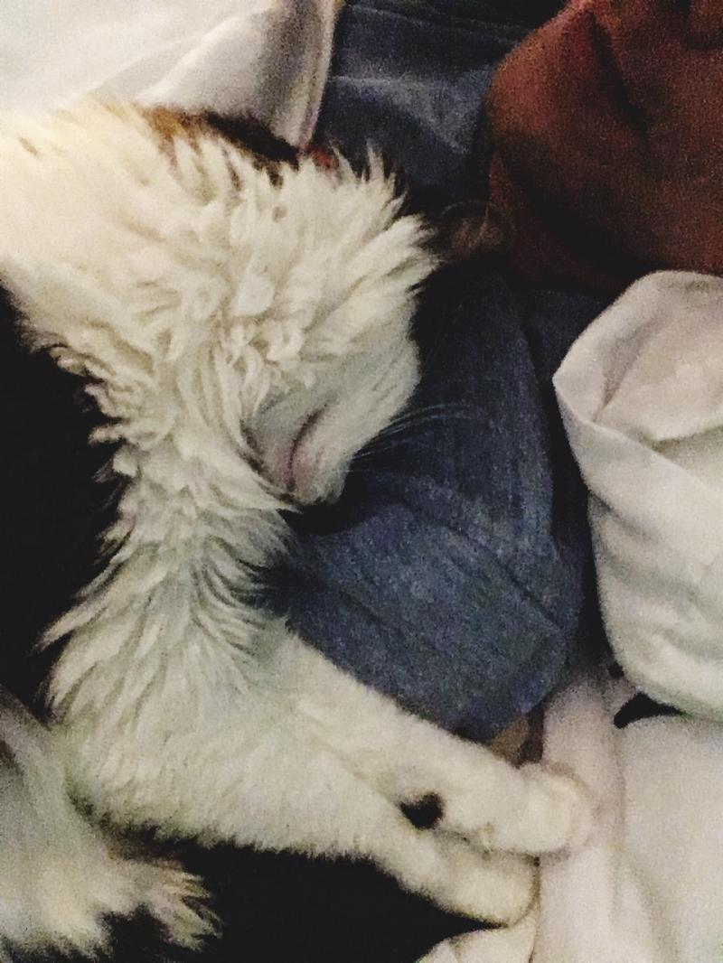 Cat's favorite part of the day