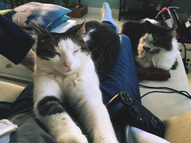Cats naps on the lap