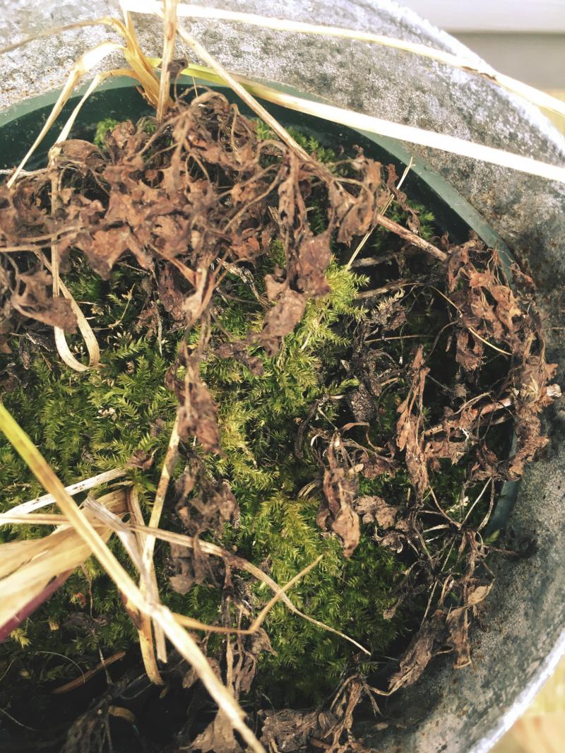 Moss growing in a little pot