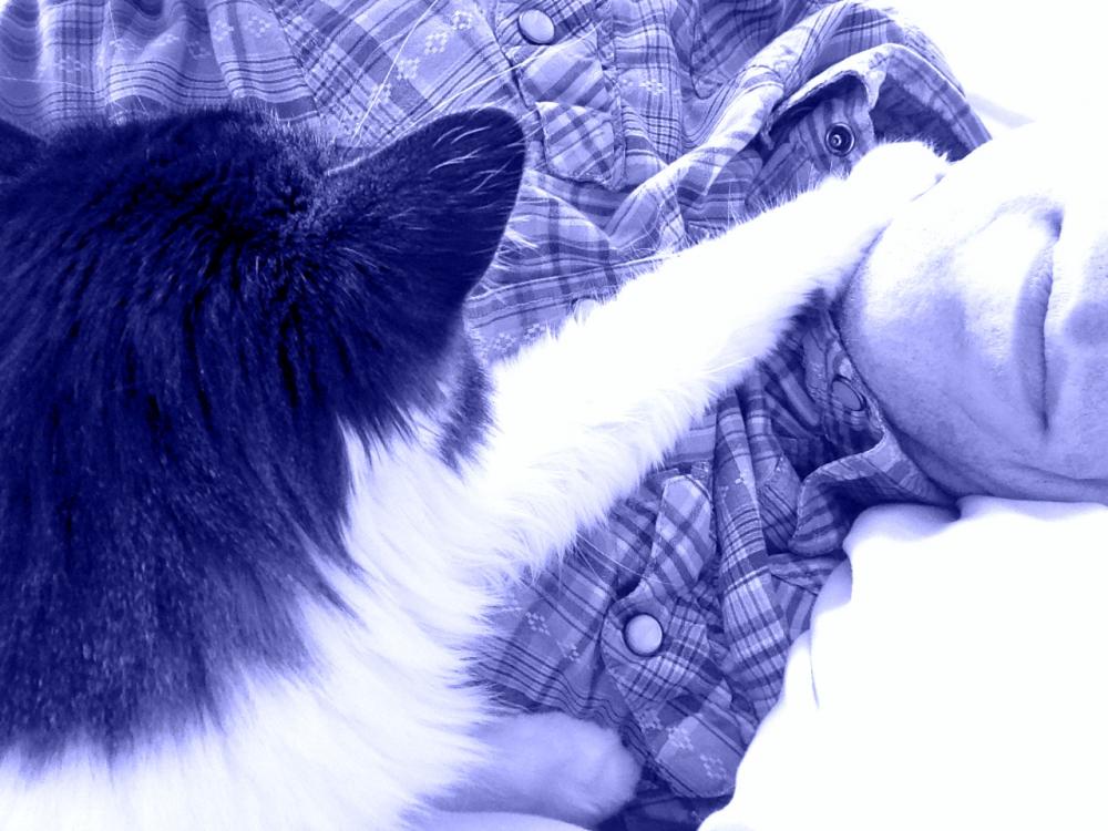 Cat insists on touching my neck