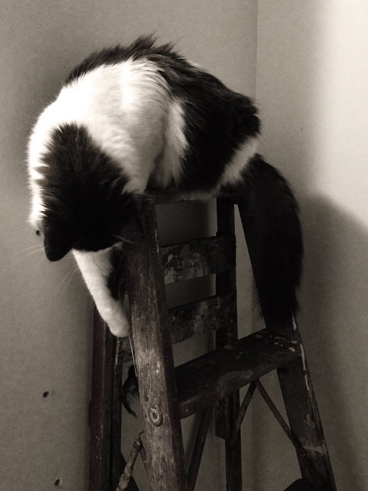 Cat loves the ladder