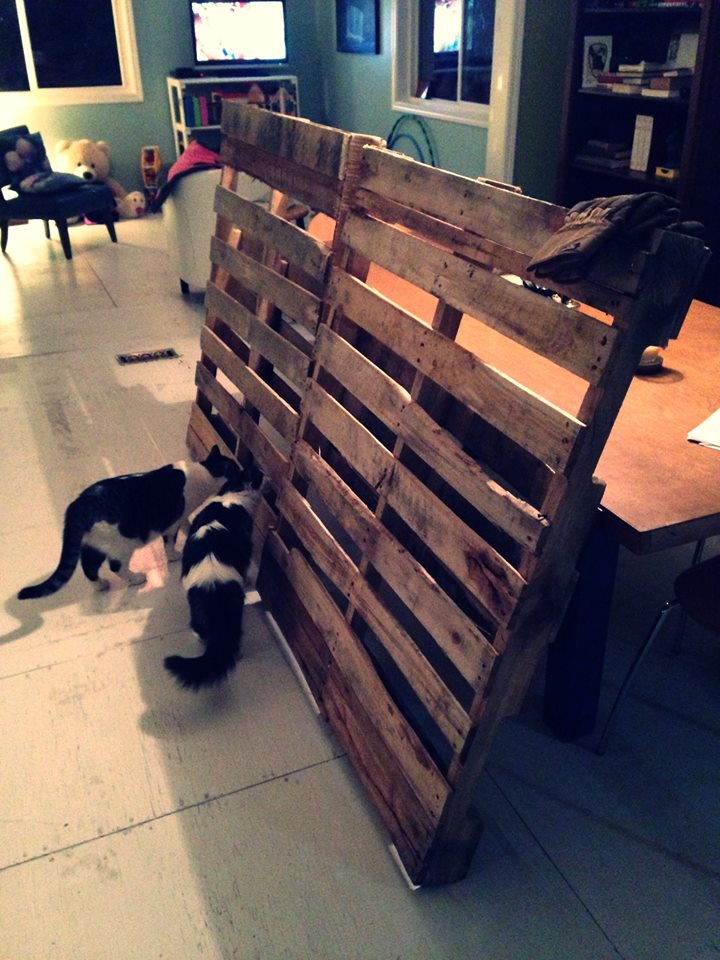 Cats smelling the new pallet