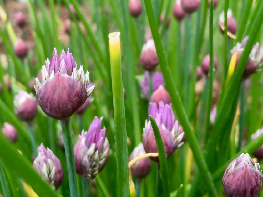 Chives are finally blooming, peeps!