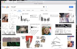 Ham graft   Google Image search