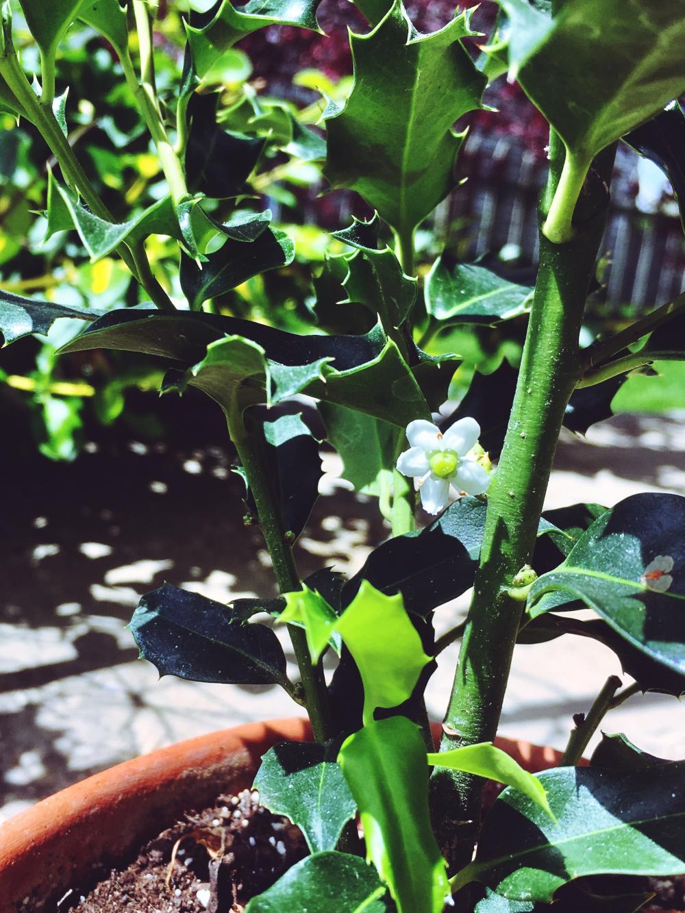 I never knew my Holly plant had flowers