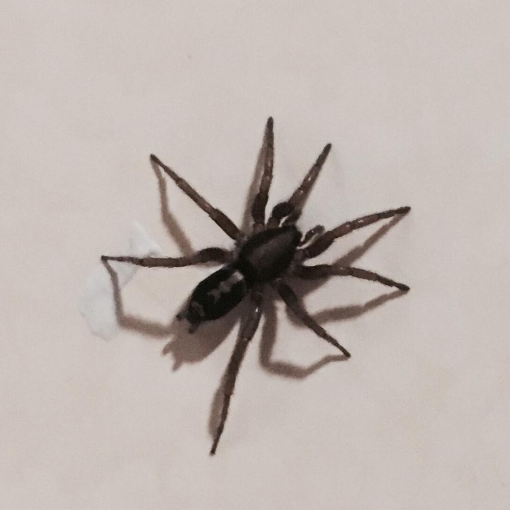 Oh hi   said the spider