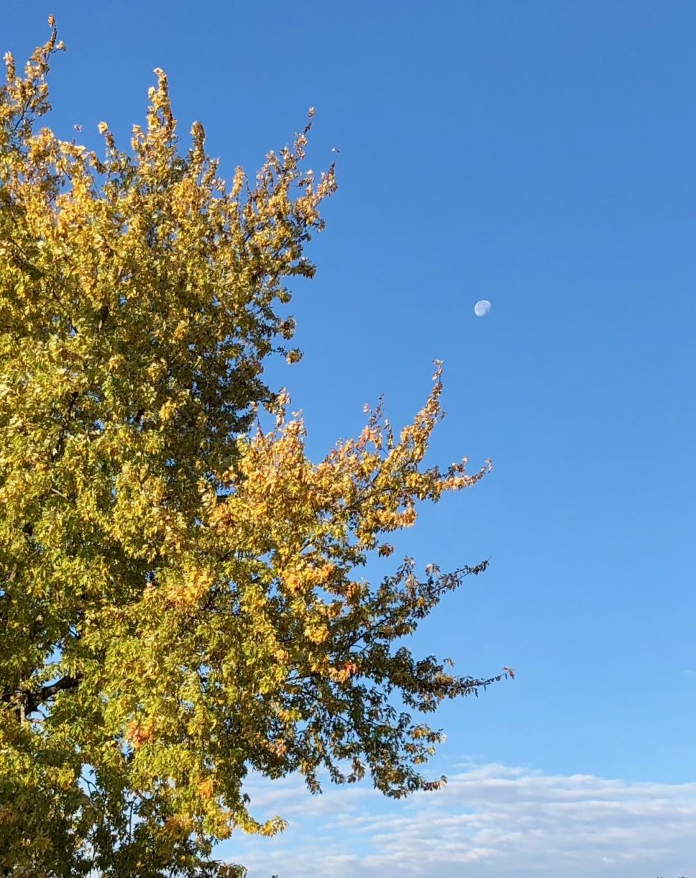 Good morning moon