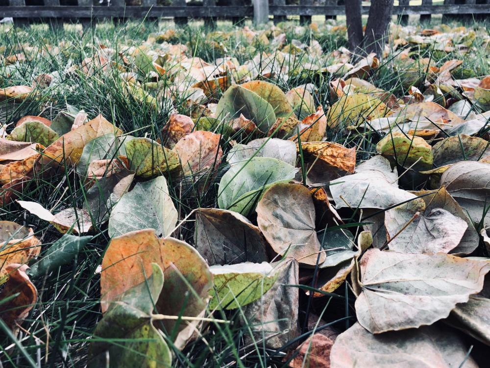 Leaves needing raked