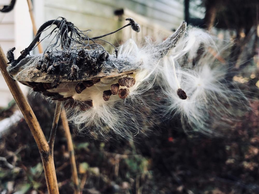 Milkweed seeds are flying
