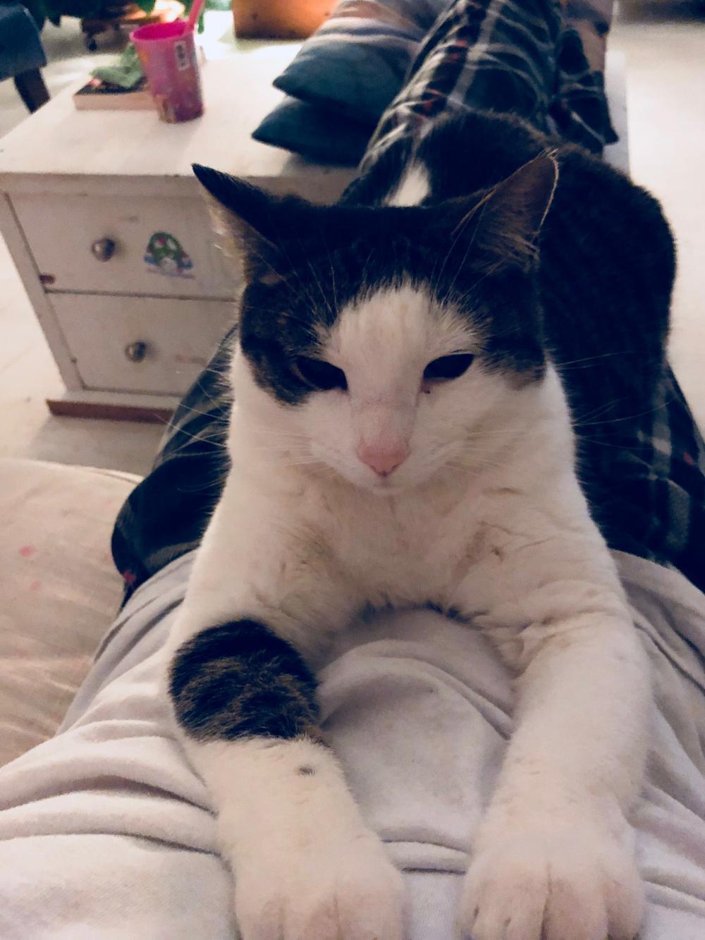 Pearl the cat stretchs out