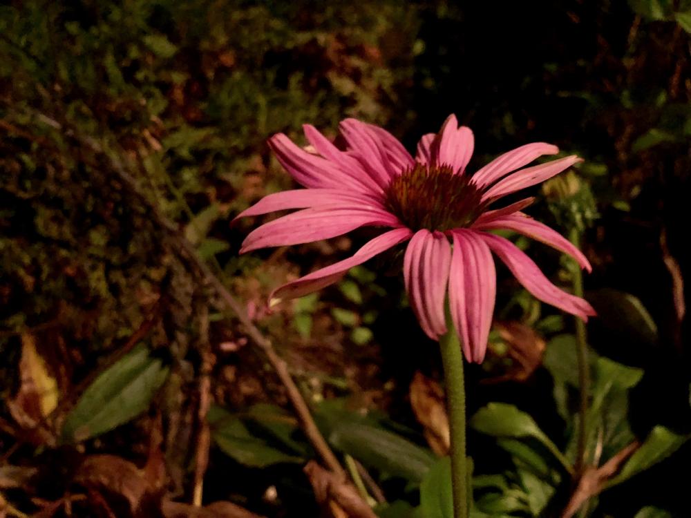 cone flower at night