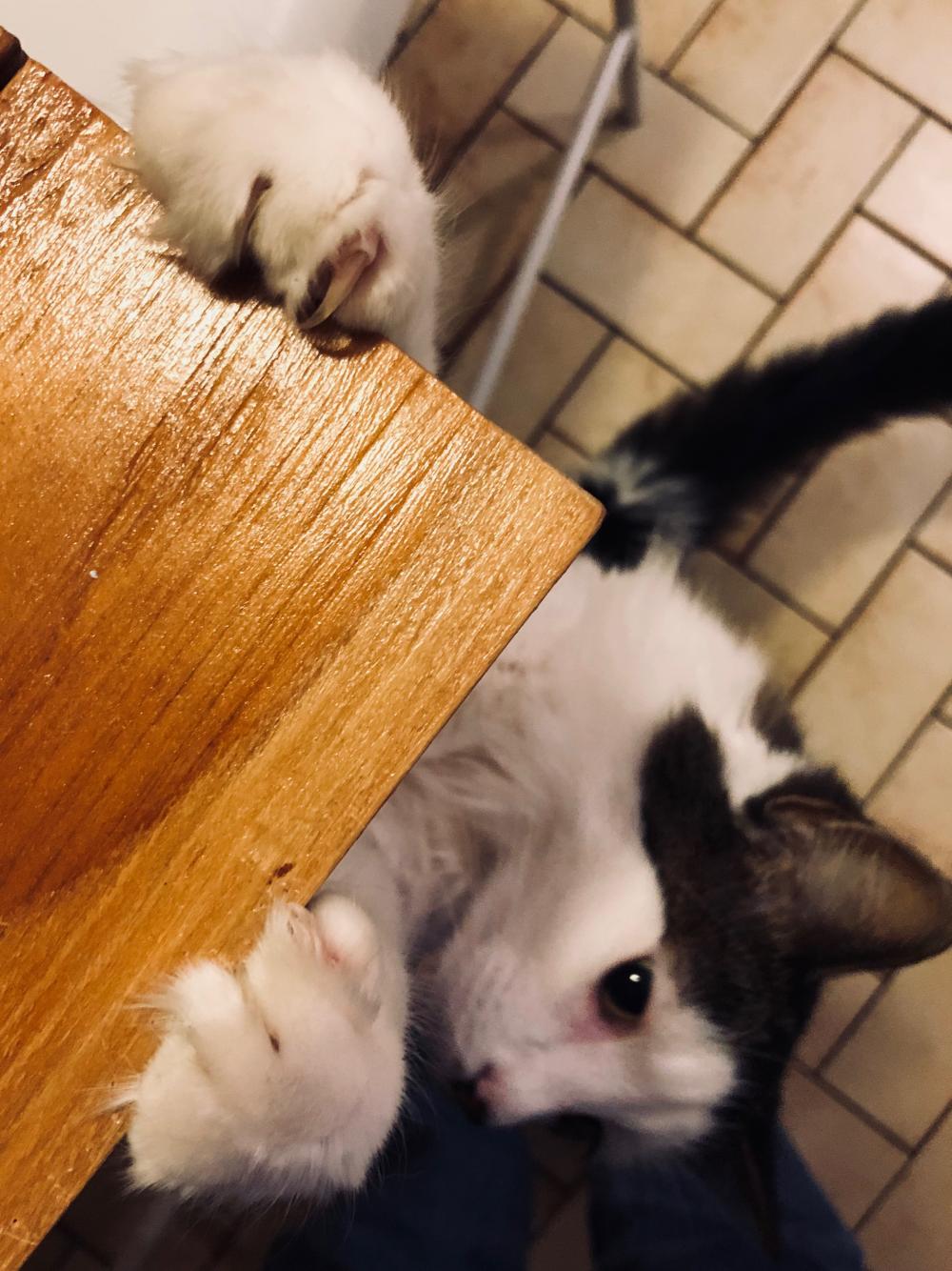 Cat claws on the table 1