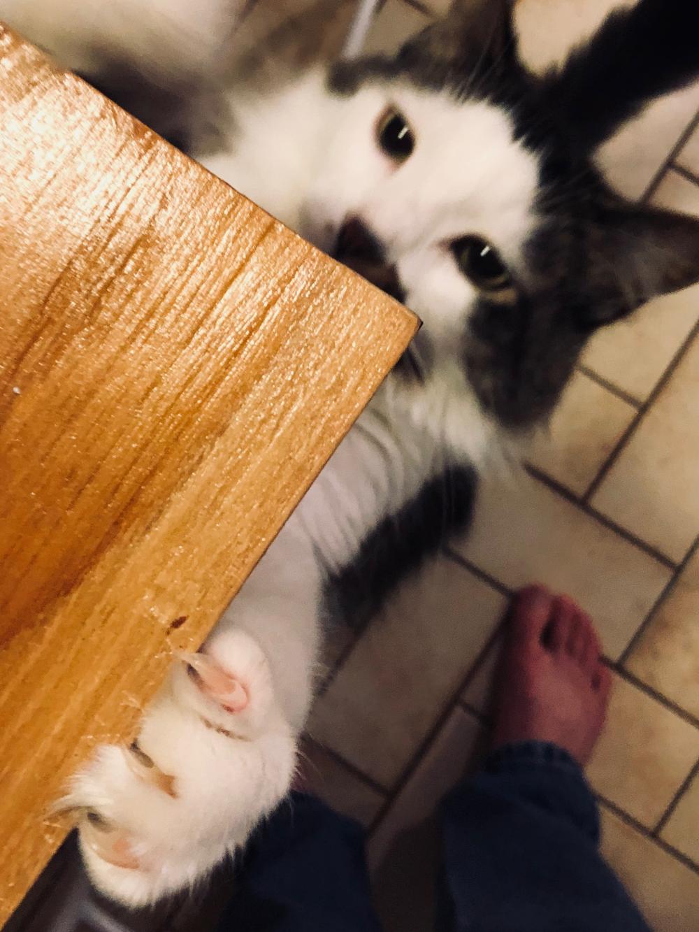 Cat claws on the table 2