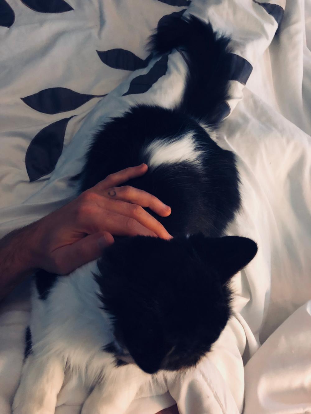 Cat on the bed 1