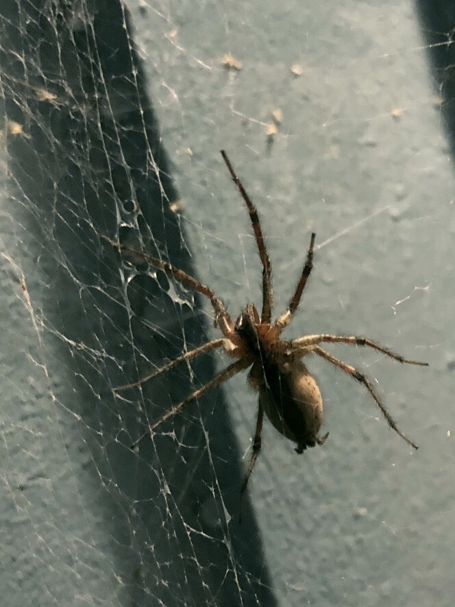 Outside spider can stay outside