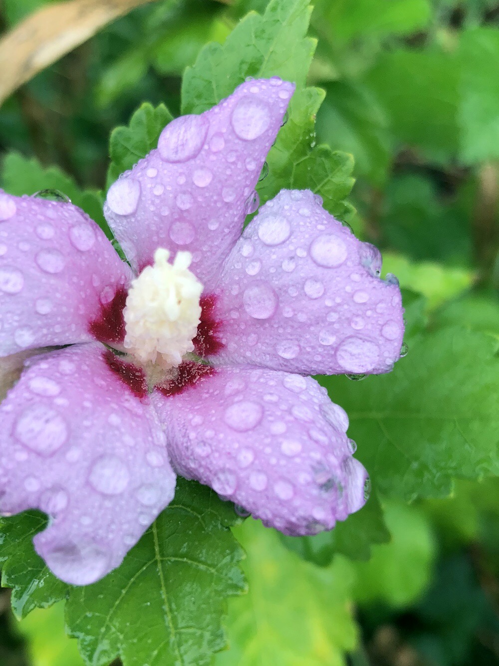 Rainy day hibiscus