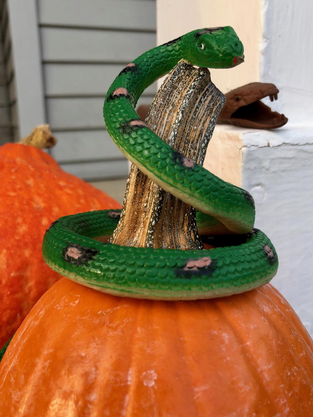 Snakes coiled on pumpkins