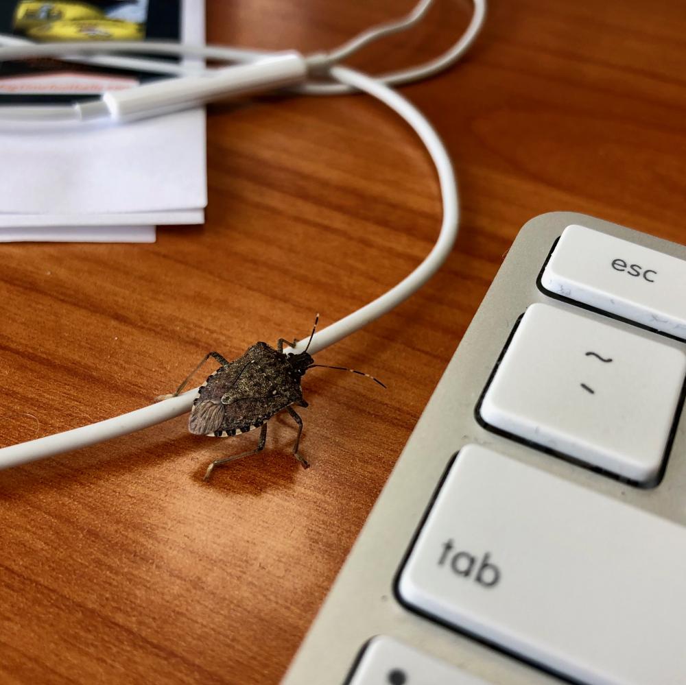 Stink bug on my work desk
