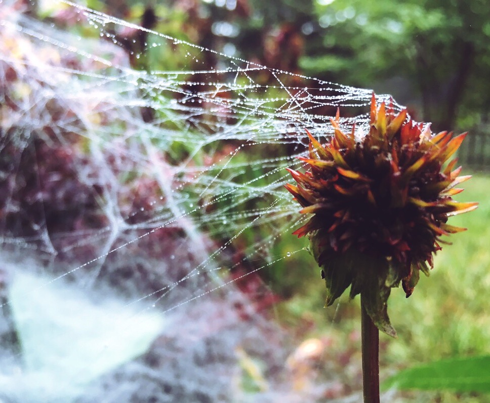 Dead coneflower with spider web