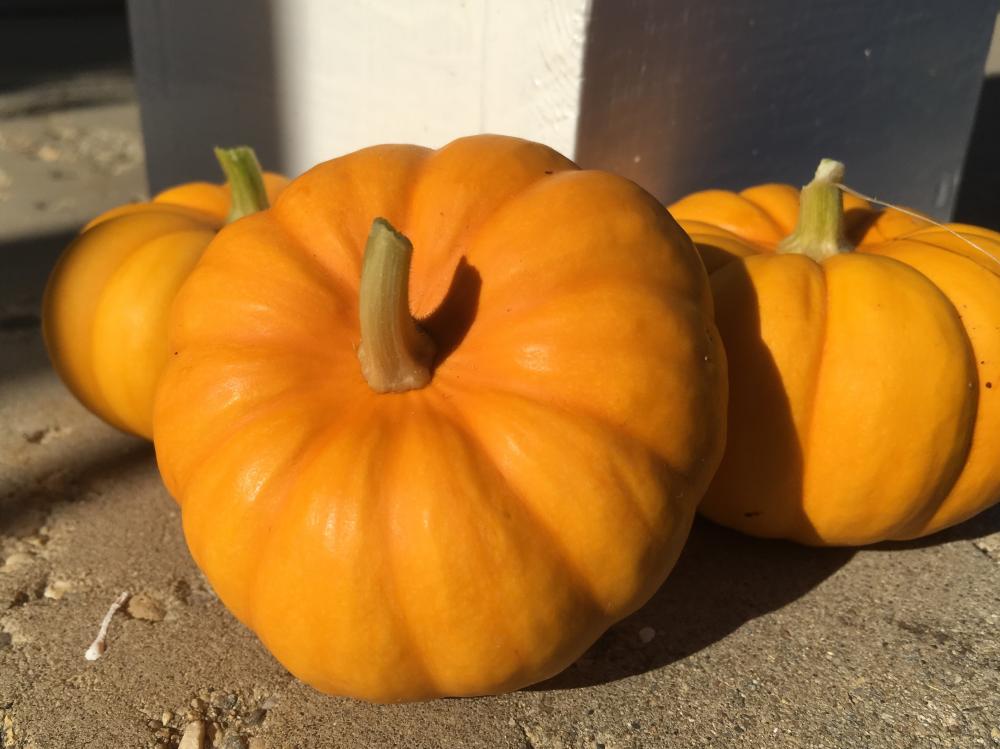 Mini pumpkins for 2017