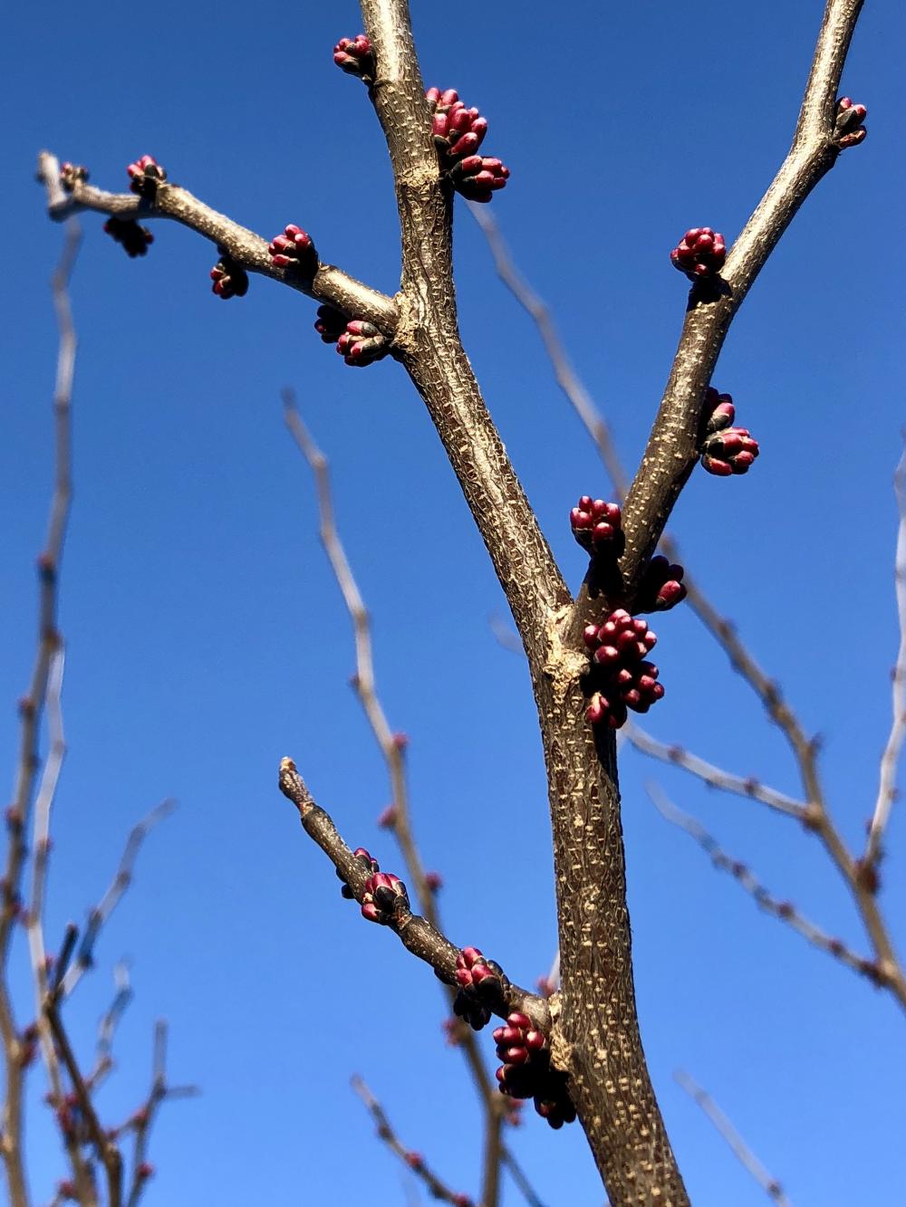 Here s this redbud tree kicking ass in my fron t yard