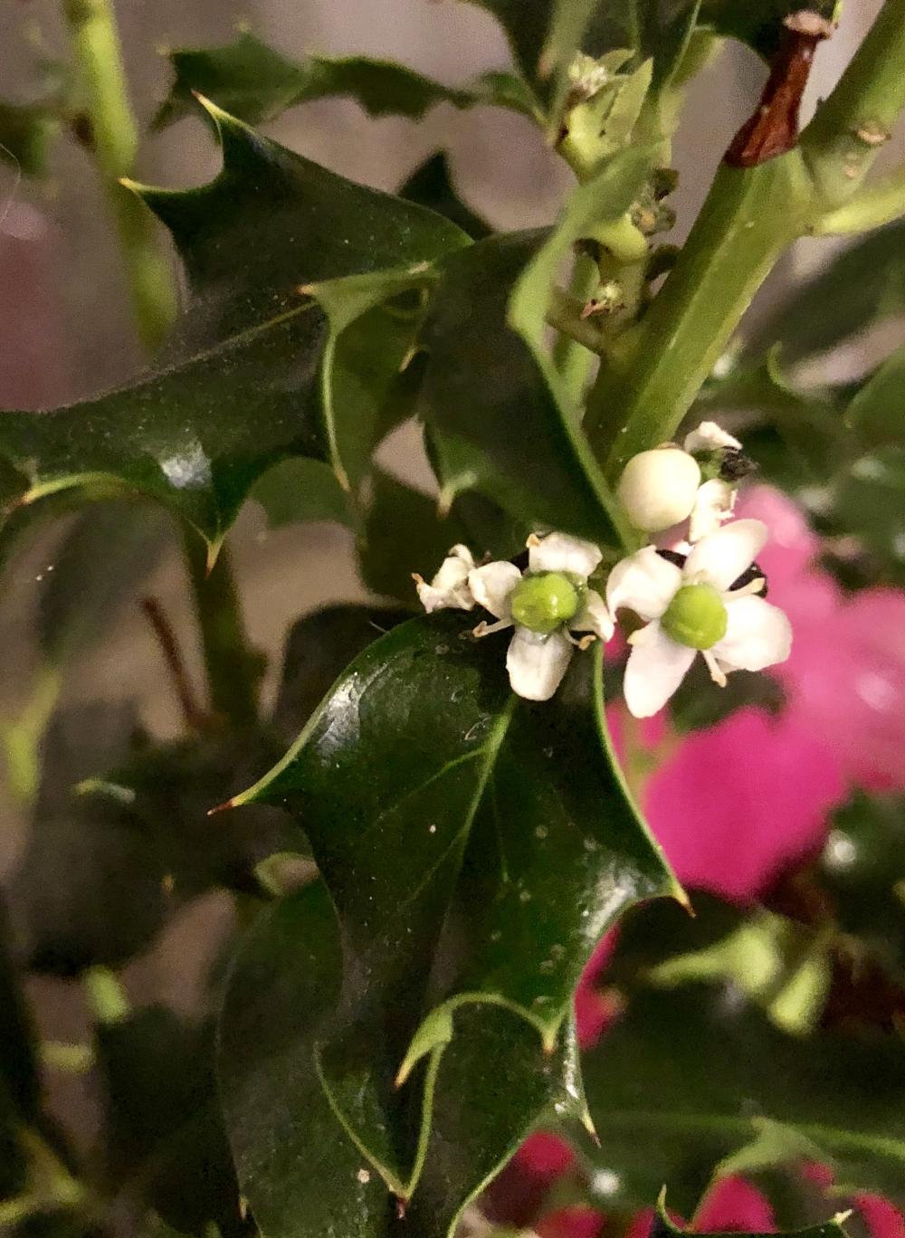 Holly plant bloomed this weekend