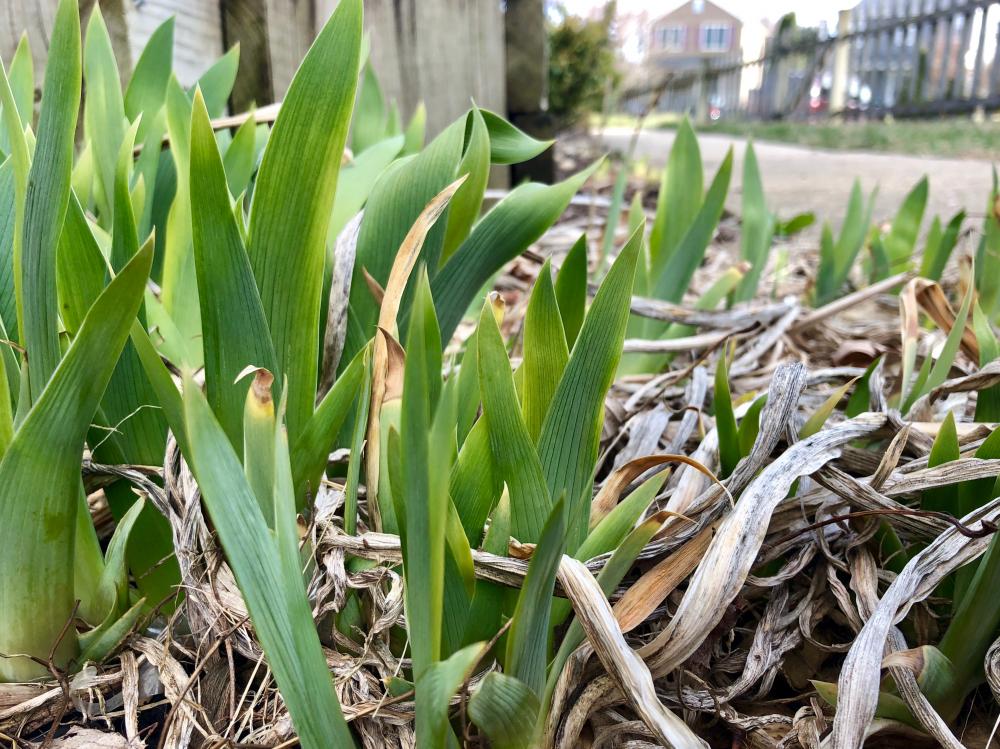 Irises are growing green