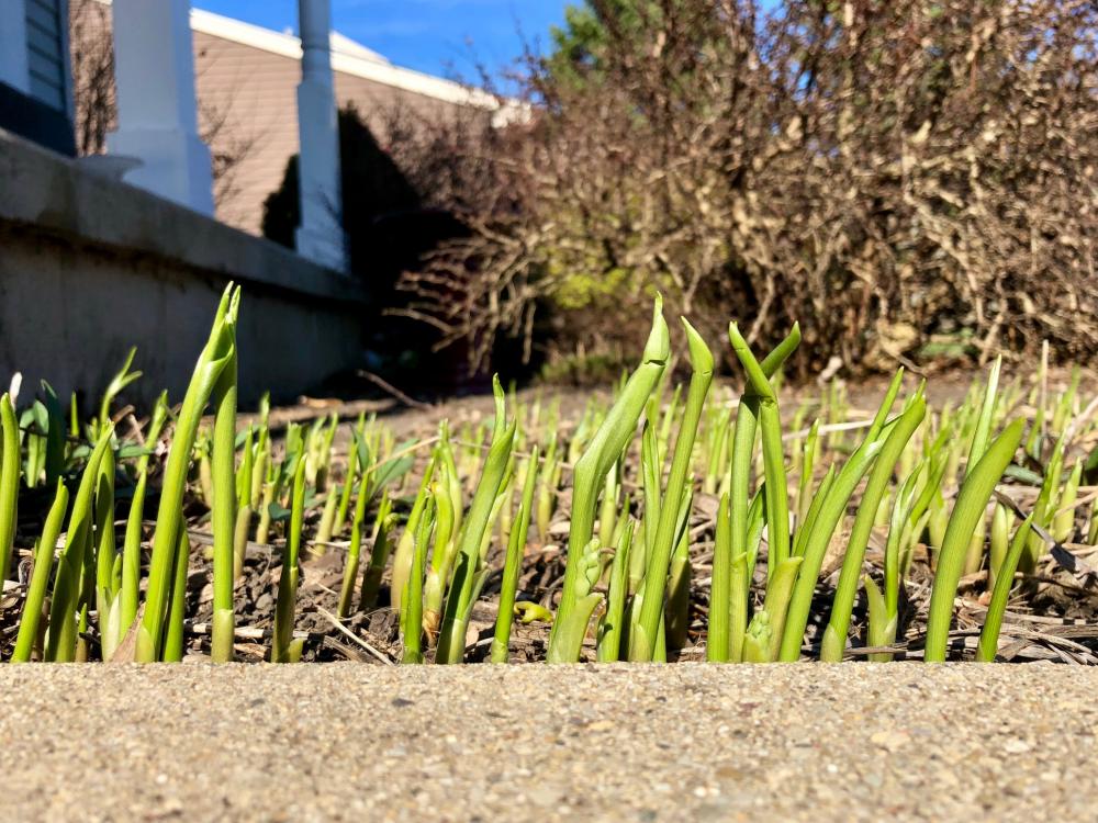 Lily of the Valley all sprouting and stuff