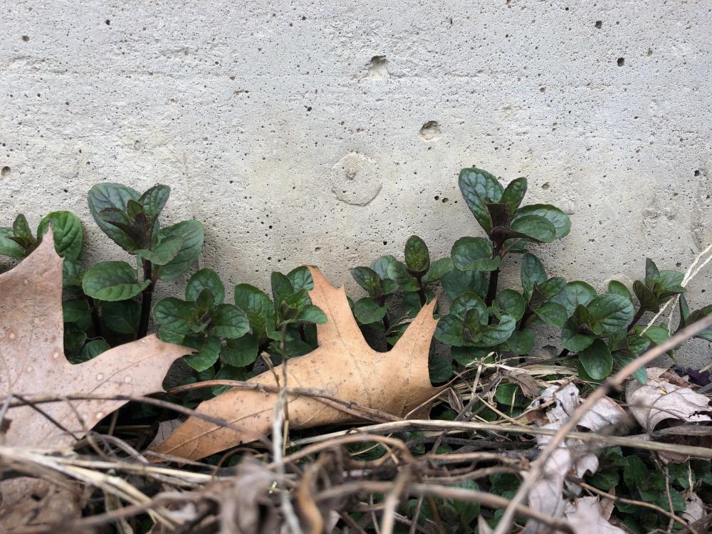 Mint growing along the concrete foundation
