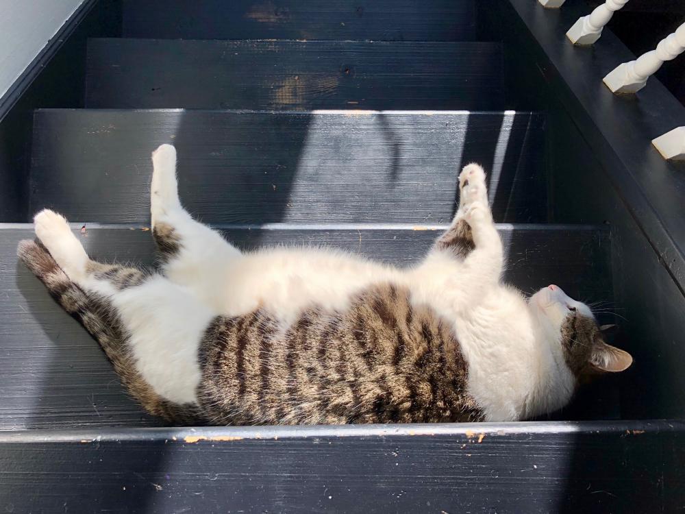 Pearl sunbathing on the stairs