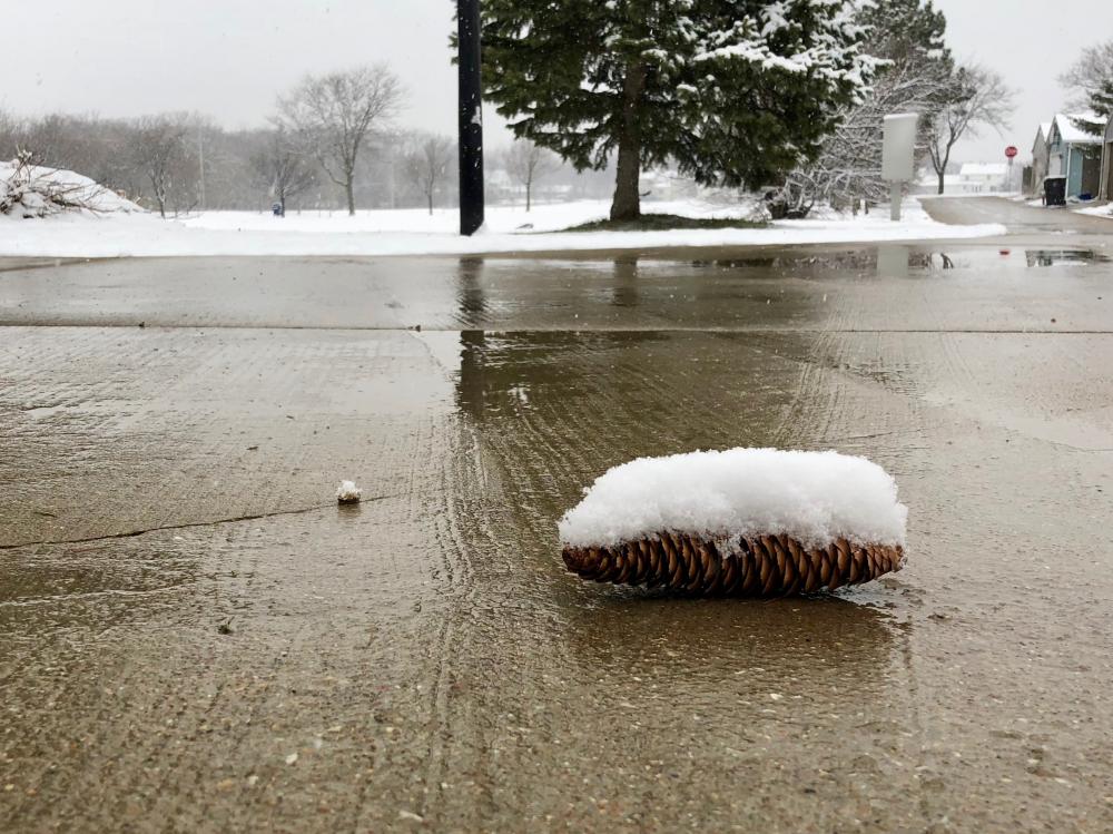 Pine cone with snow