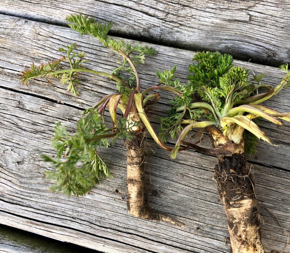 Queen Annes Lace roots