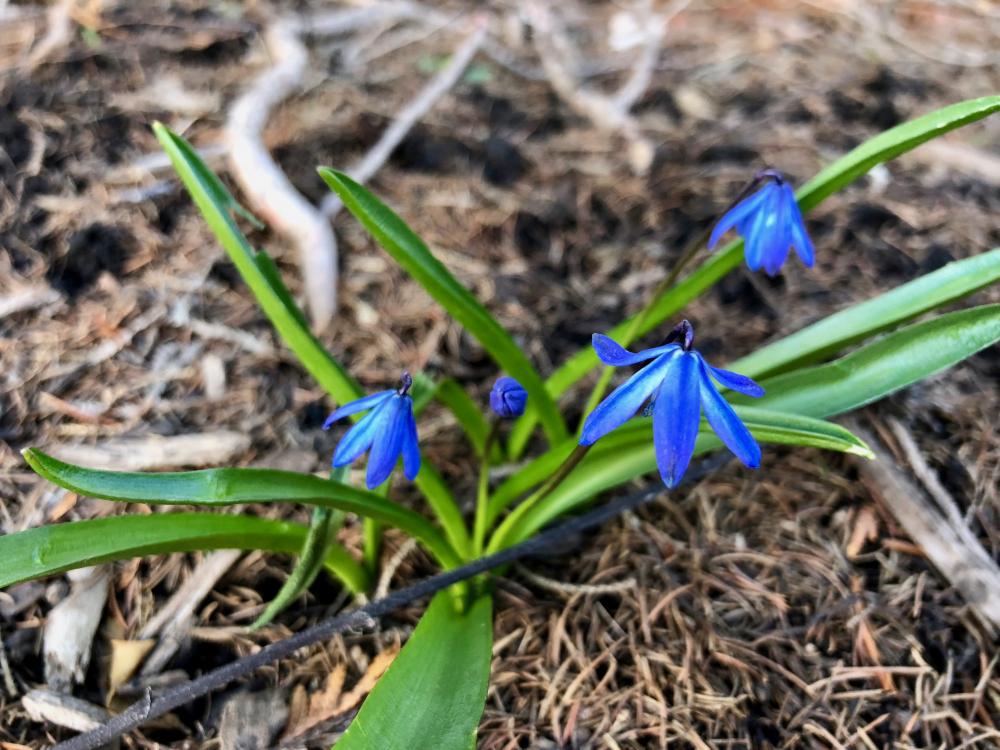 little scilla blooming