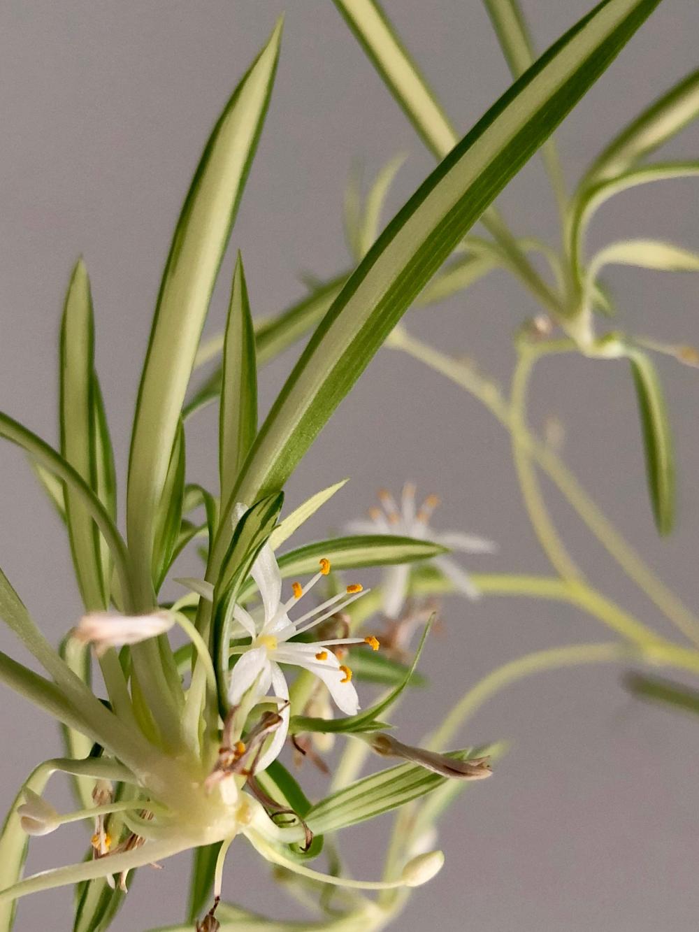 spider plant flowers