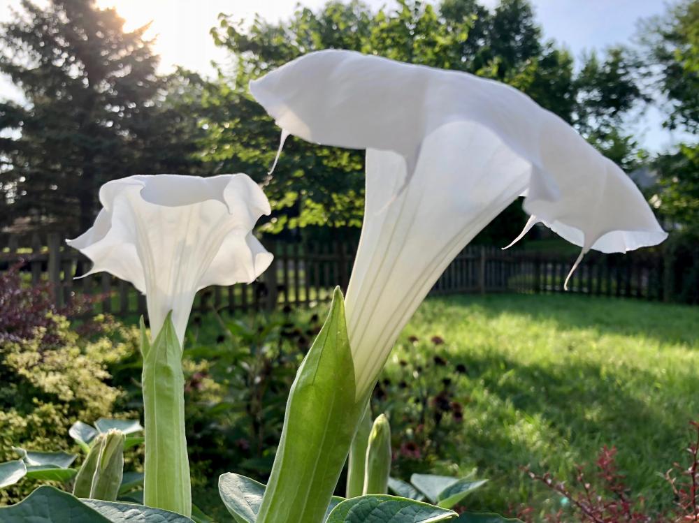 A pair of Moonflowers for Friday