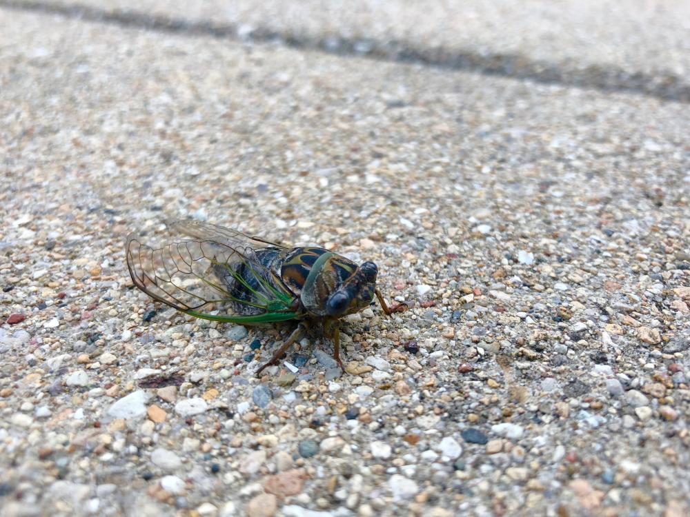 Cicada on the sidewalk