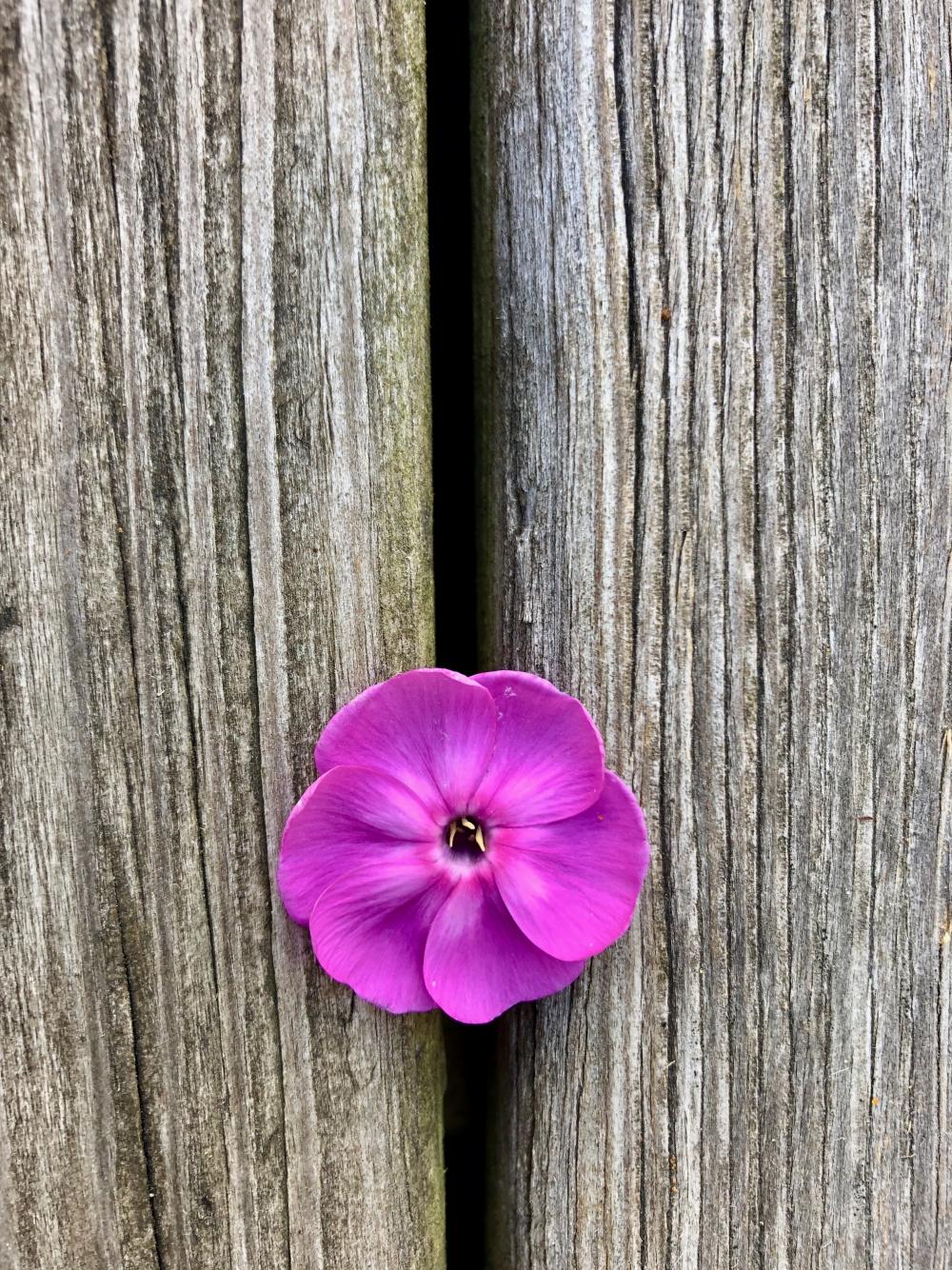 Dark pink flower on wood