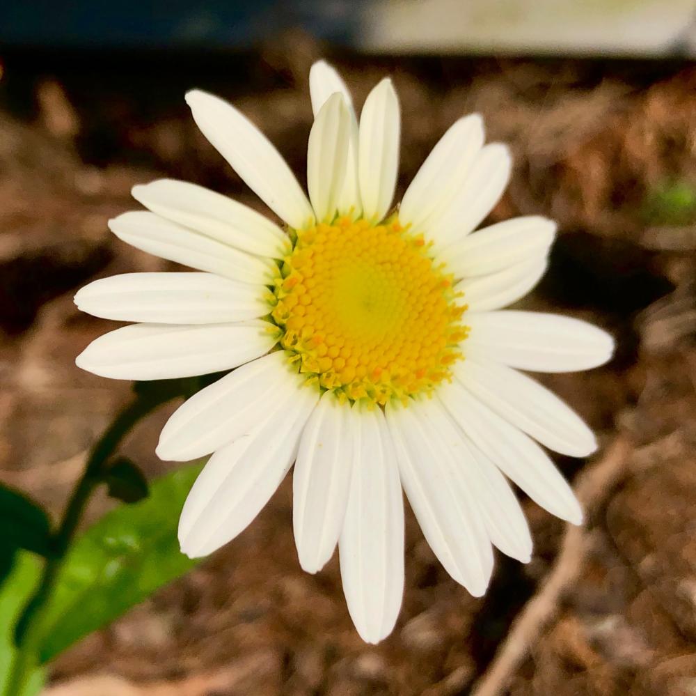 Lazy daisy for Thursday