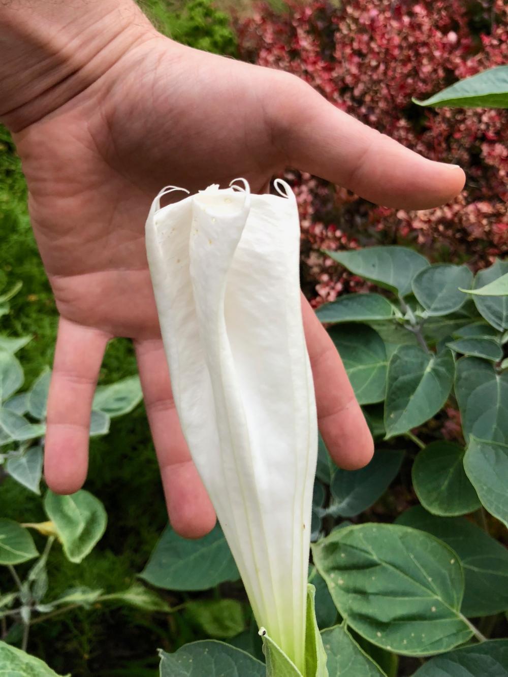 Moonflower Aug 6 - 2