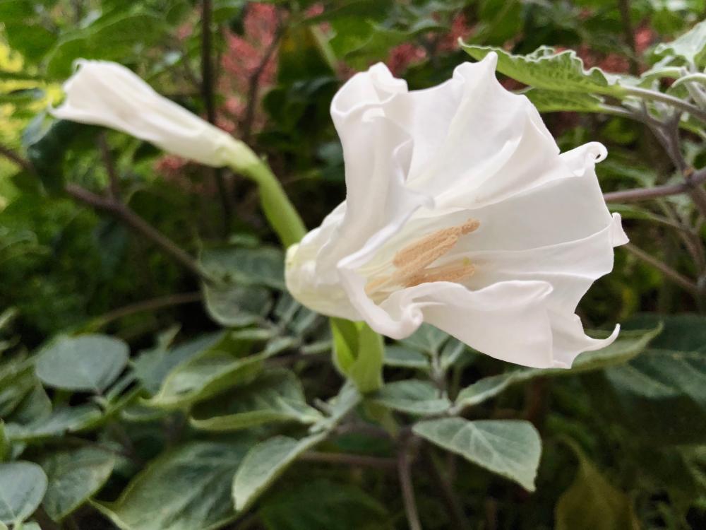 Moonflower Aug 6 - 3