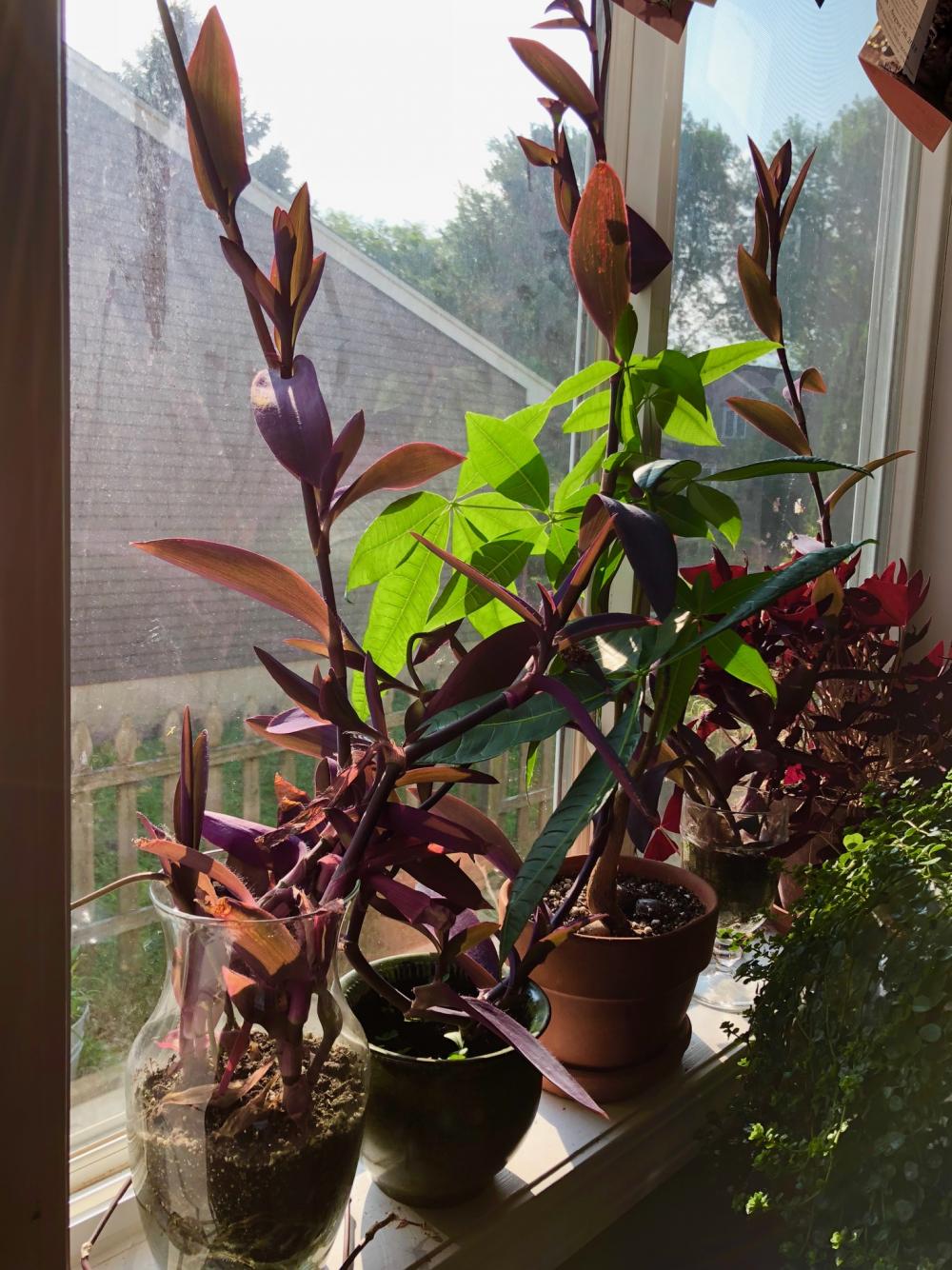 Morning potted plants