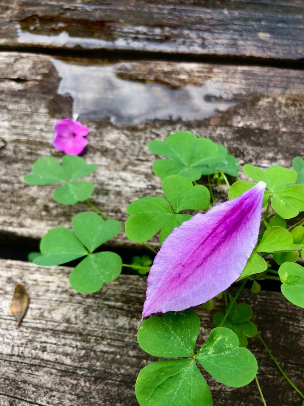 Nature does what it wants