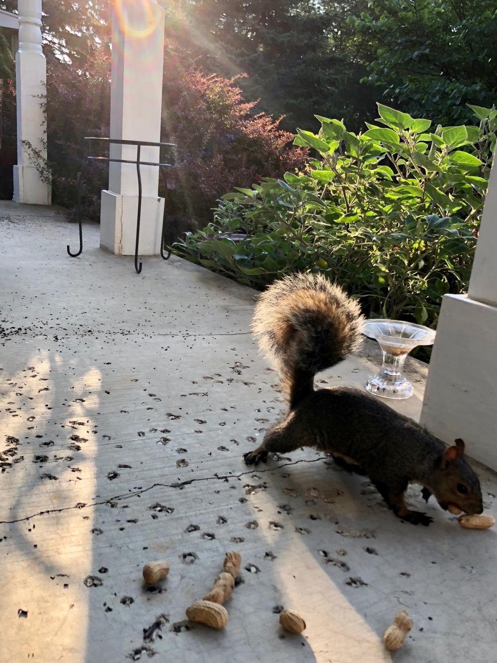 Notch the Squirrel 2